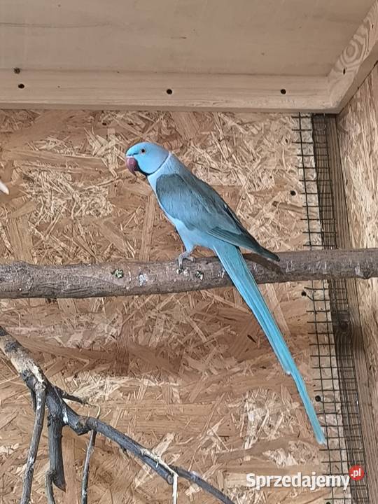 Aleksandretty obrożne parka 2022 Rostarzewo