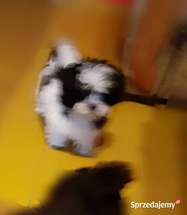 Malshi maltanczyk shih tzu Rydułtowy