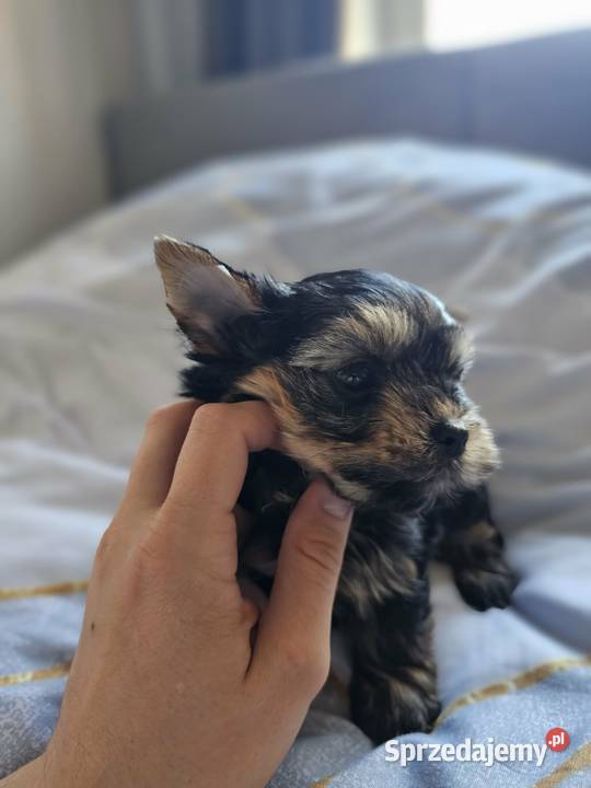 Samiec Yorkshire Terrier York Częstochowa