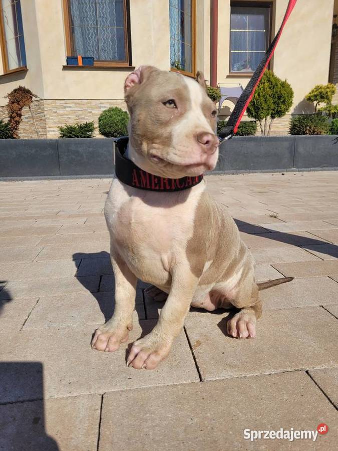 American bully Abkc standard szczenięta