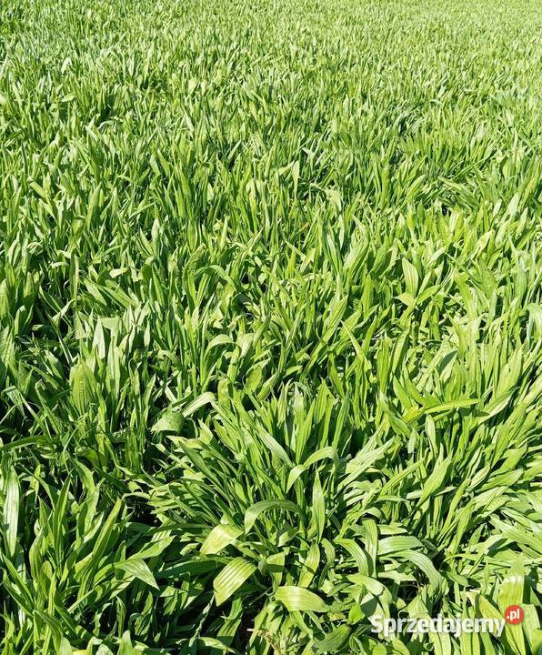 Nasiona babka lancetowata 2025 Izbica