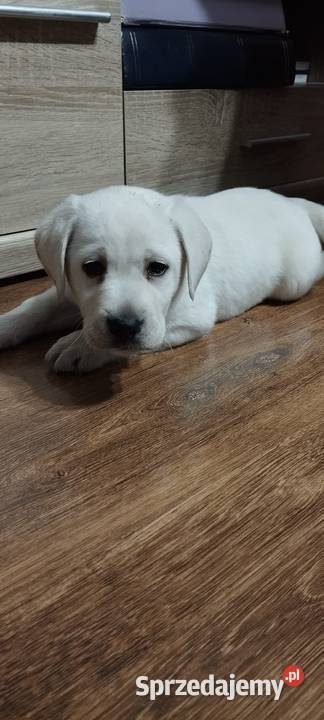 Pieski Labradory Retriever Biszkoptowe Psy Tarnów