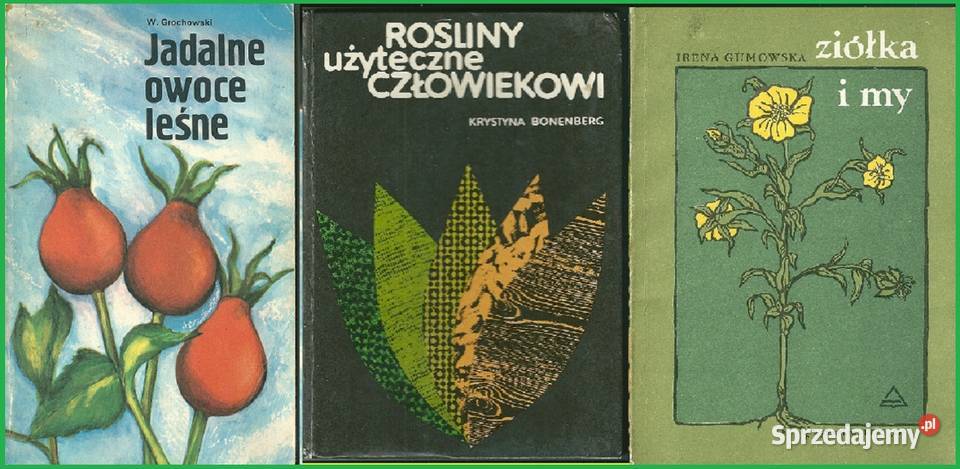 Jadalne owoce leśne Rośliny użyteczne Łódź sprzedam