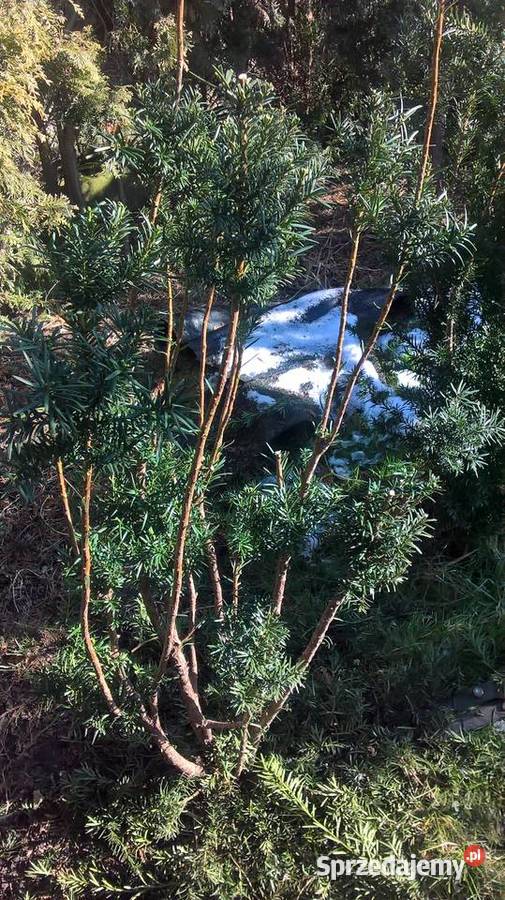 Krzewy formowane Strzyżone Ogrodowe Bonsai Mszczonów sprzedam