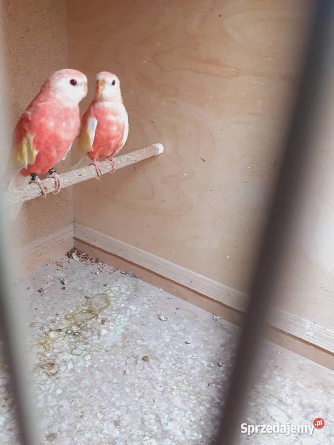 Łąkówki I lilianki wielkopolskie Kalisz