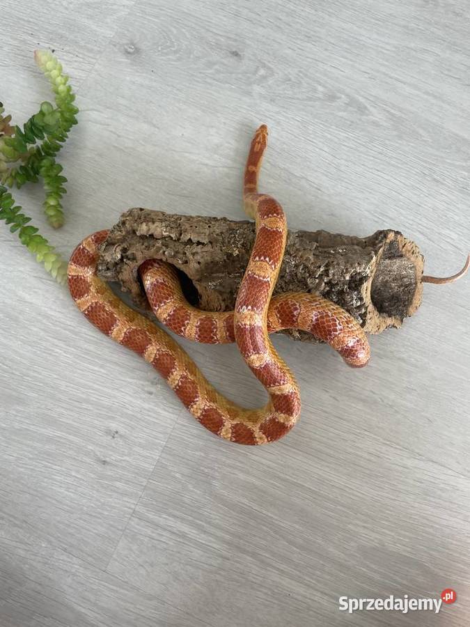 wąż zbożowy odmiana Alemanistic