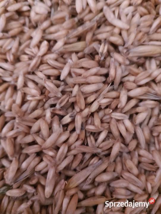 Sprzedam owies bezłuskowy Jasło