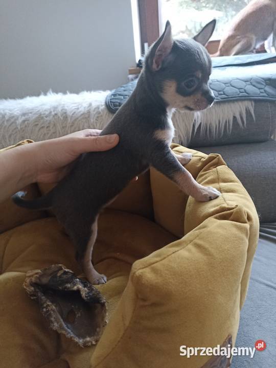 Mini Chihauhua niebieska suczka genowa rodowód łódzkie Bełchatów