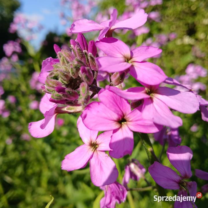 Wieczornik damski bylina do ogrodu pachnie Nowy Sącz