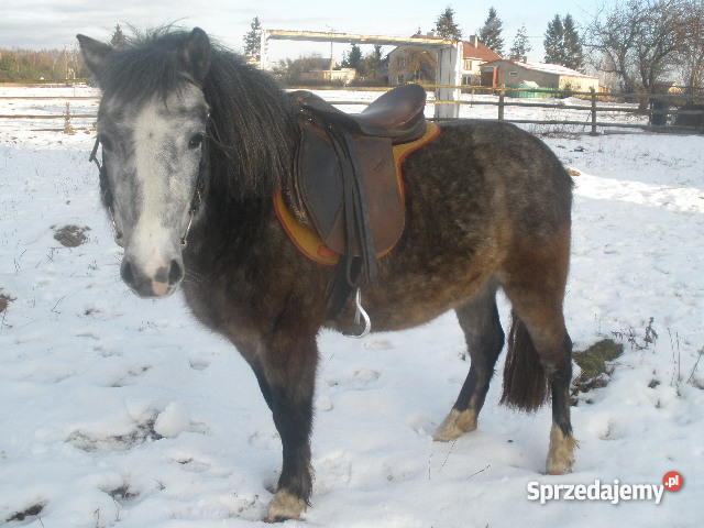 konia małego kuc Pozostałe Gdańsk