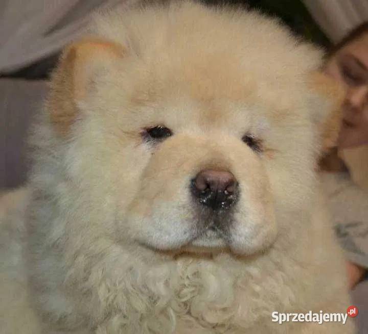 CHOW CHOW CZAU CZAU PIĘKNY CHŁOPAK mazowieckie Warszawa sprzedam