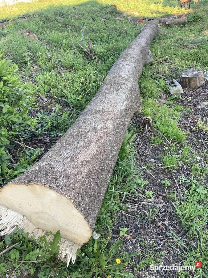 Sprzedam jesion w klocu 2 Domaradz