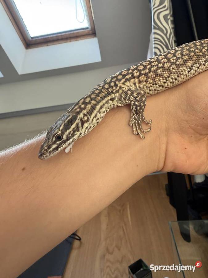 Varanus acanthurus waran kolczastogonowy Gady i płazy Białystok