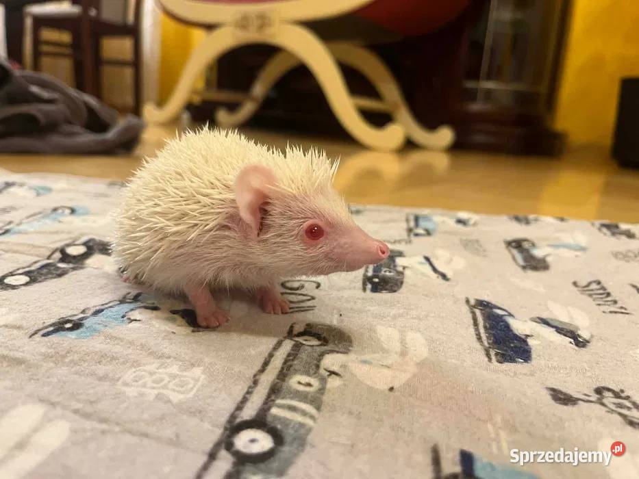 Jeż pigmejski albinos samiec śnieżnobiały maluch Makowiec