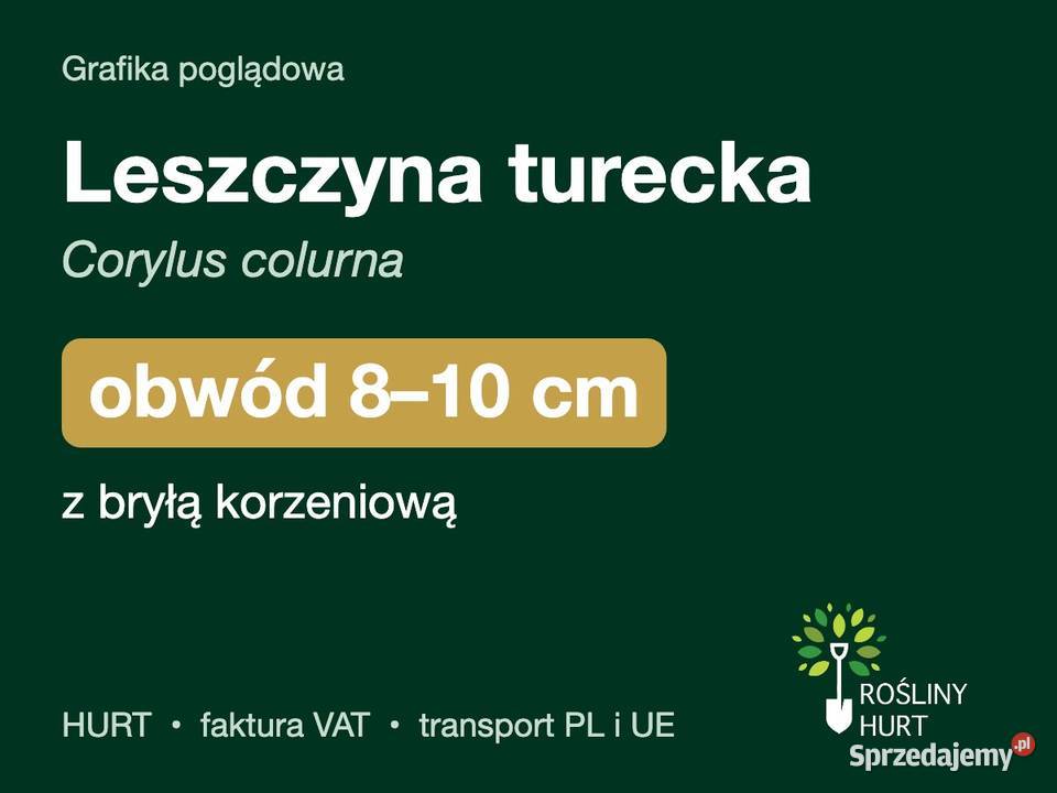 Leszczyna turecka Corylus colurna obwód 810 z