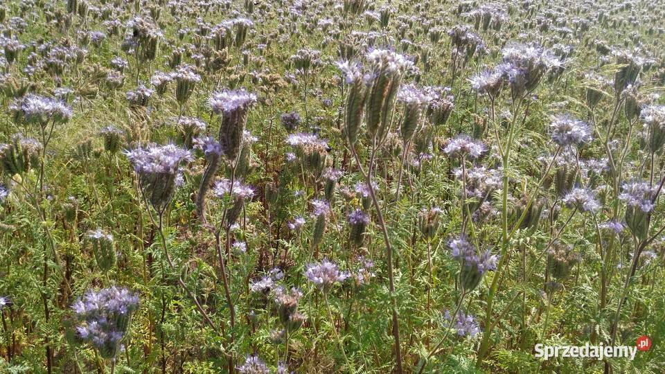 Facelia błękitna miododajna Białystok