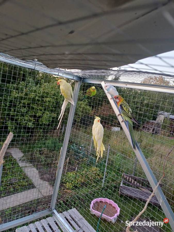 Rozella białolica Sulechów