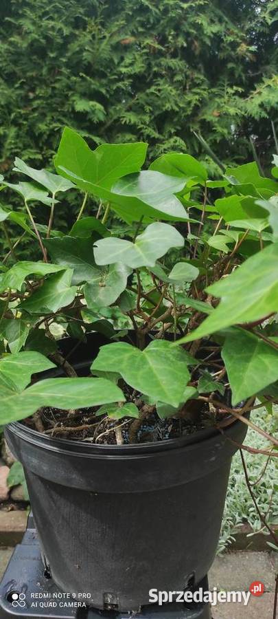 Duży bluszcz Hedera Helix WIELKOLISTNY