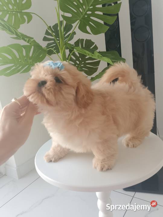 Ostatni piesek rasy ShihTzu szuka domku