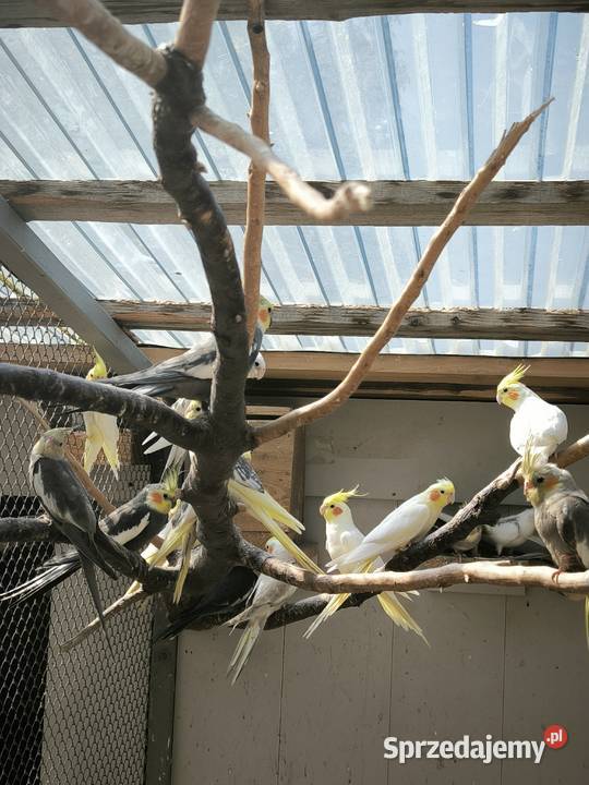 Papugi różne rodzaje Lisia Góra