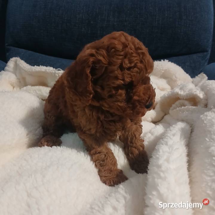 Pudel Miniatura Red samica Lutoryż