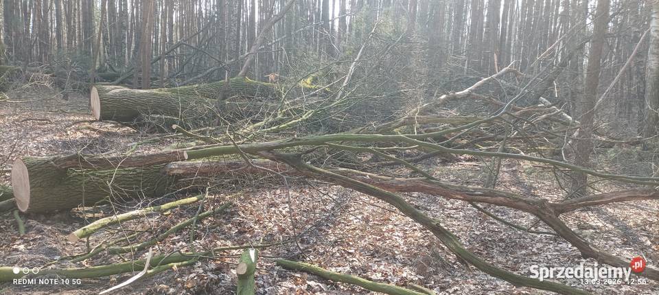 Gałęzie dębowe wycince drzewa dębowego Ryki
