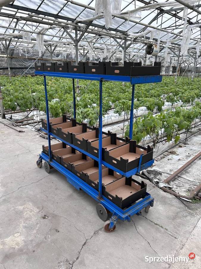 Wózek rolkowy szklarniowy do zbioru warzyw Śmigiel
