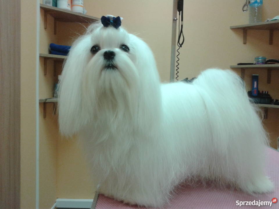 Maltańczyk Szczeniaki Rodowód ZHPR Rzeszów