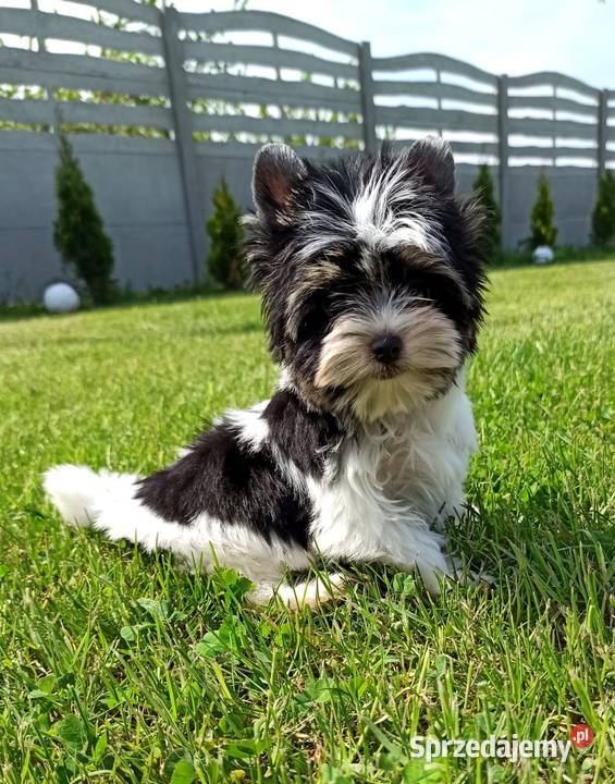 York Biewer Piękny malutki królewicz Rodowodowy dolnośląskie Wrocław sprzedam