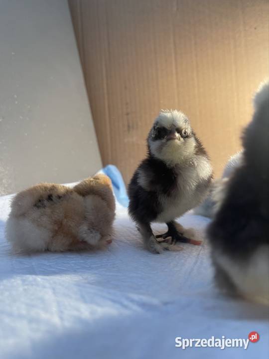 Pisklęta Kury Koguty Silki jedwabiste Mottled śląskie