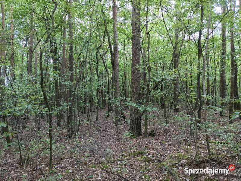 Udział w nieruchomości gruntowej syndyka Syndyk sprzeda mazowieckie Nieborzyn