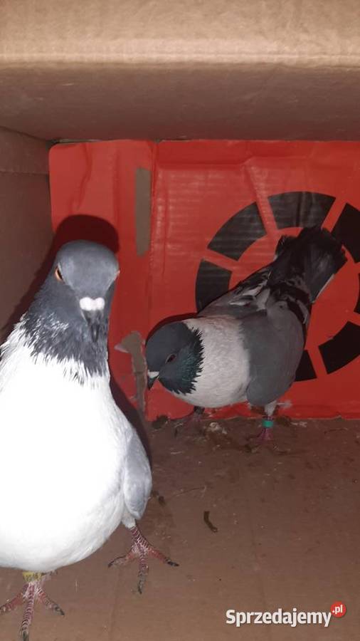 Para kuraków modeńskich kujawsko-pomorskie Zastawie sprzedam