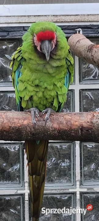 Ara Militaris samica Strzelce Opolskie