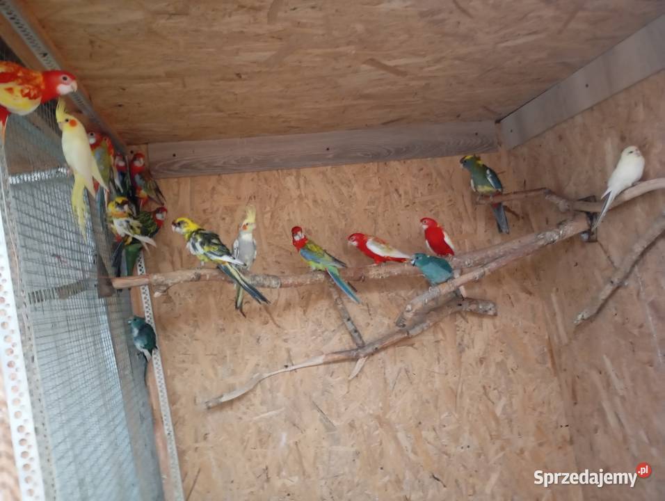 Sprzedam papugi rozelle królewskie białolicekozy