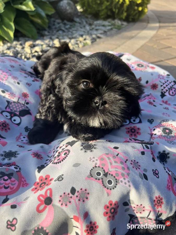 Shih tzu szczeniaczki Shih Tzu Poddębice