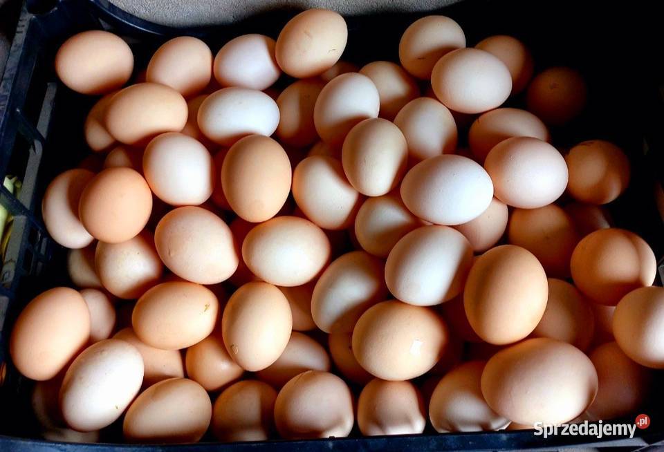 Kury nioski z jajkiem Lohmann Leghorn Możliwy Wielgomłyny