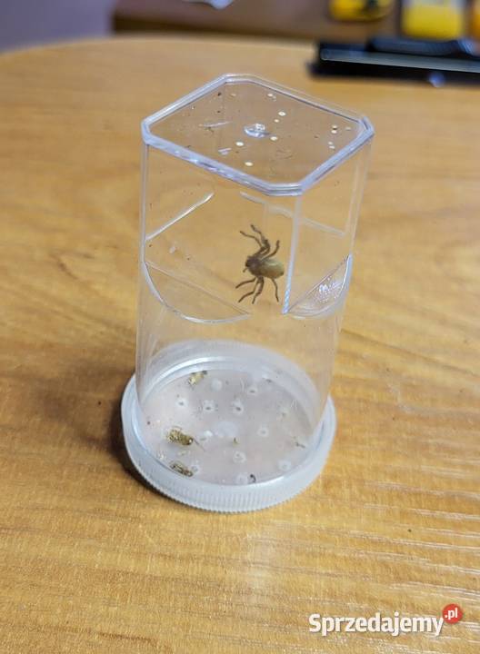 Pająk Holconia murrayensis L2 Tarnów