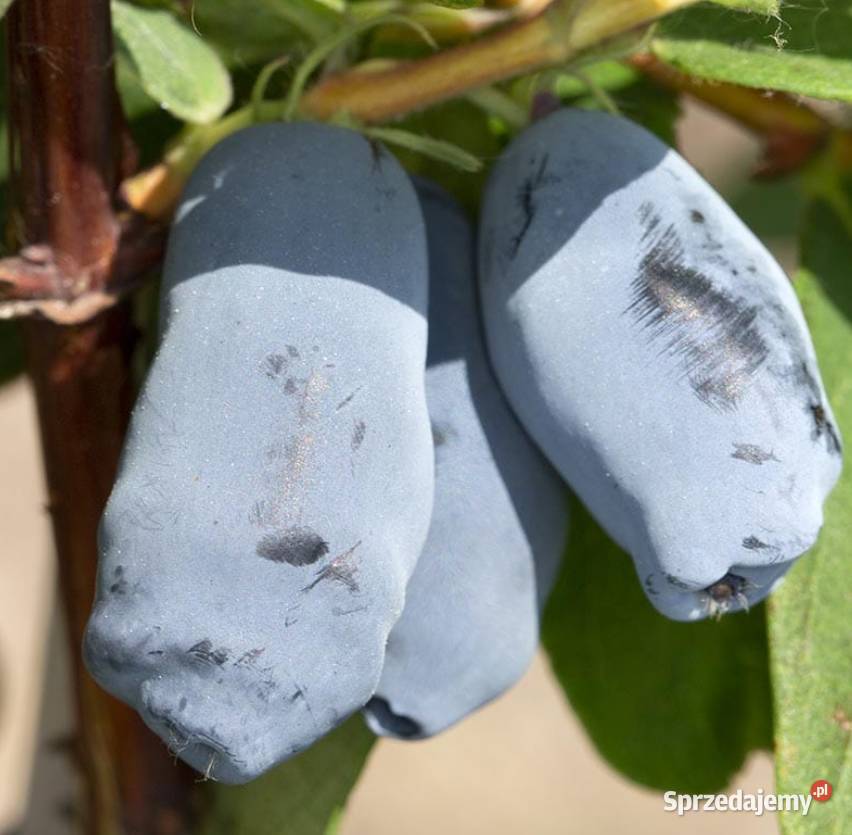 Jagoda kamczacka wyjątkowo plenne odmiany Knurów