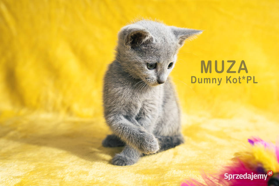 Kocięta Rosyjskie Niebieskie Toruń