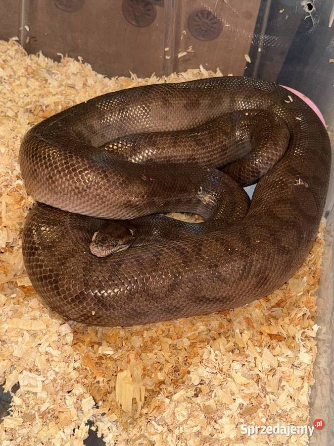 Boa tęczowy samica dorosła wąż Gady i płazy Międzyrzec Podlaski