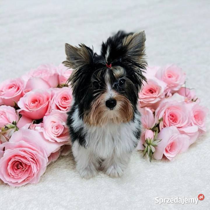 Piękna Miniaturowa maleńka Suczka York Biewer Do Opole sprzedam