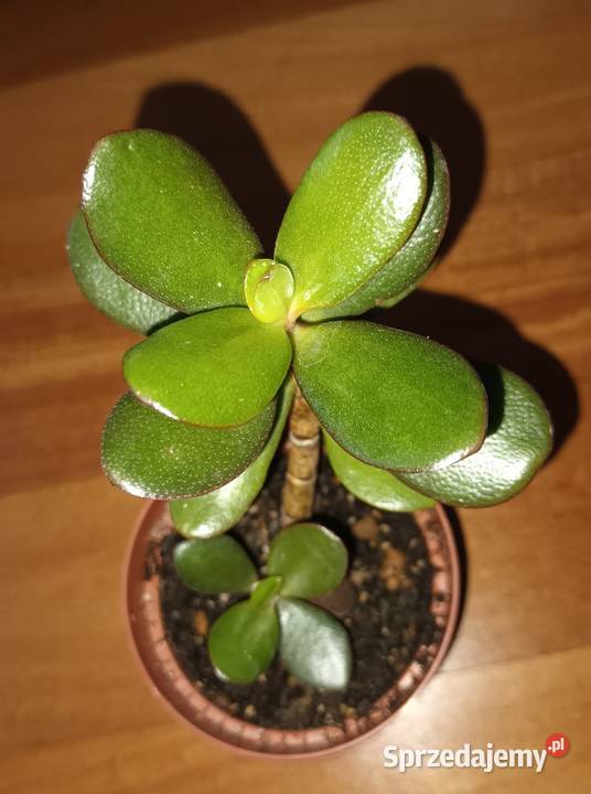 Grubosz crassula roślina rosnąca 2 Warszawa sprzedam