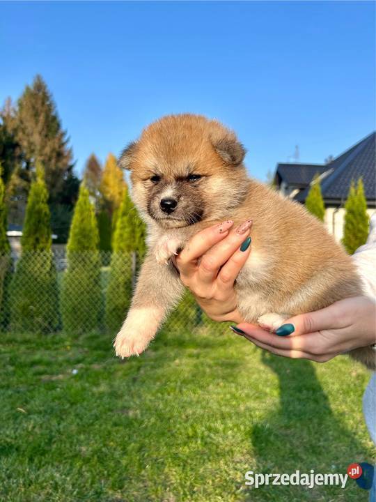 Akita Inu Japońska szczeniaki ZKwPFCI rodowód Płock