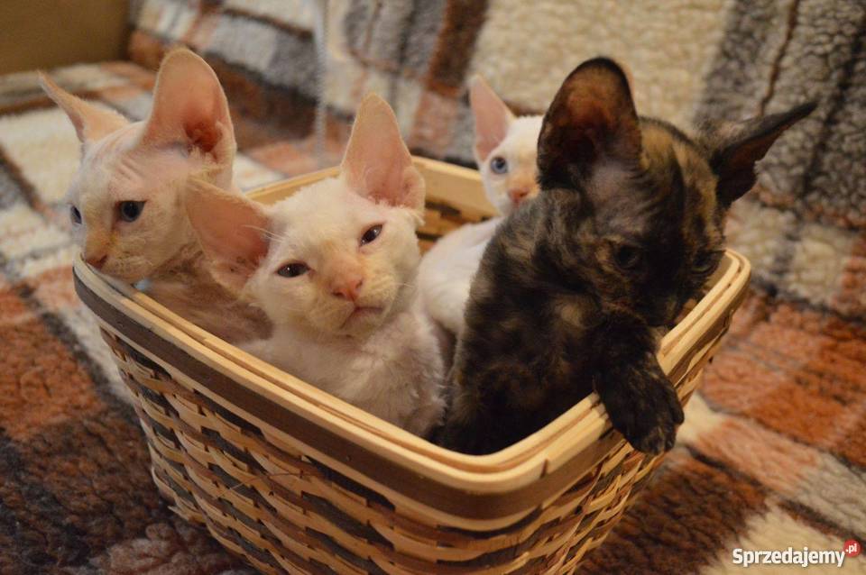Devon Rex śliczne kocięta championie