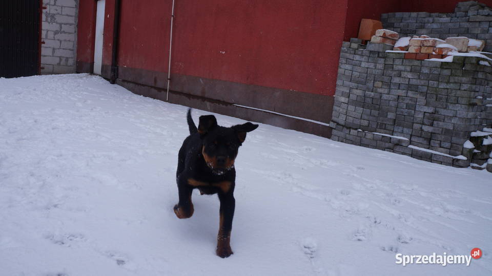 Szczenię Rottweiler kujawsko-pomorskie