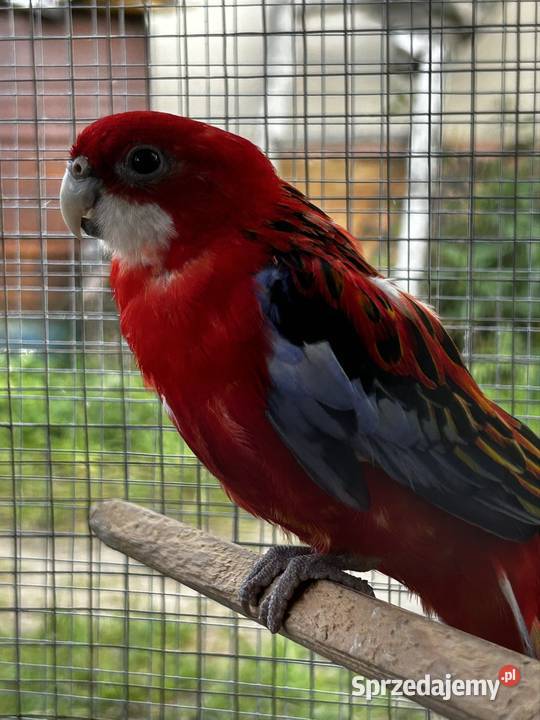 Papugi rozelle mazowieckie Wola Miastkowska