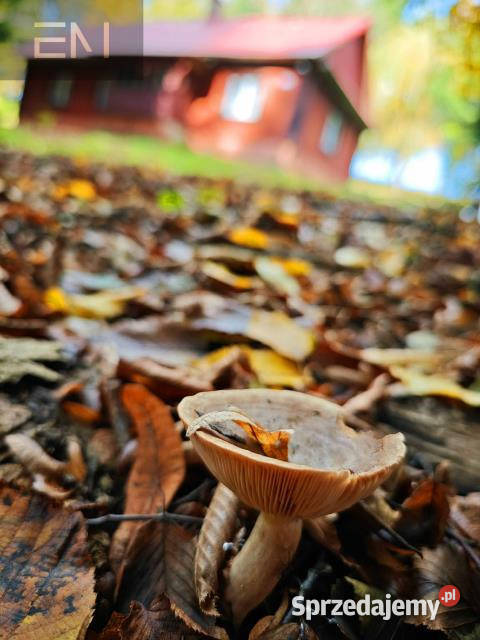 Działka 5000m2 Pstrągowa sprzedam