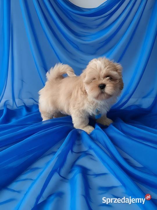 Piękny piesek shih tzu szuka domku wielkopolskie Ostrzeszów