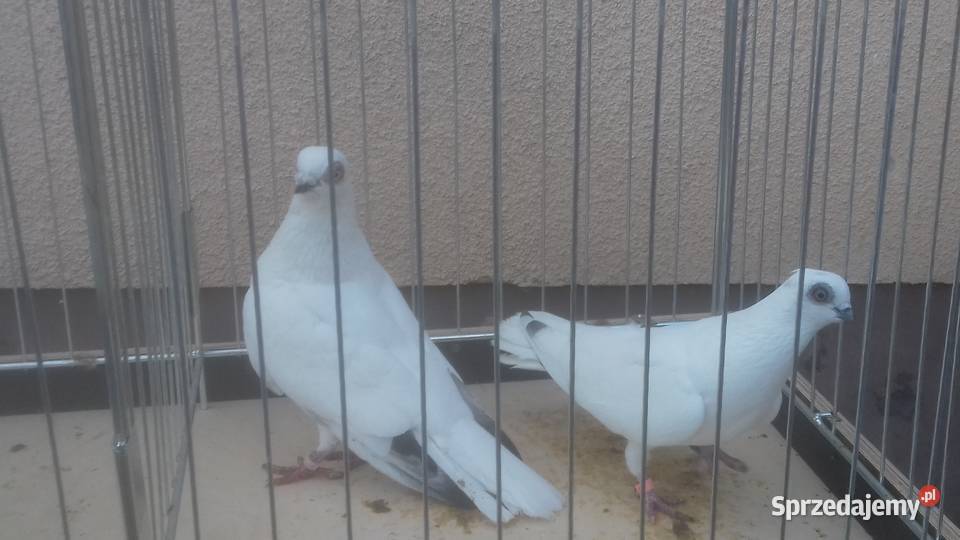 Gołębie rasowe ozdobne WINERKI
