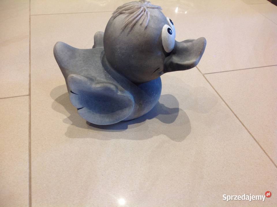 Kaczka Szara Nowa Sól